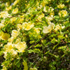 Golden Yellow Father Hugo Rose Seeds – Rosa Hugonis Flower Bush Shrub – photo 10