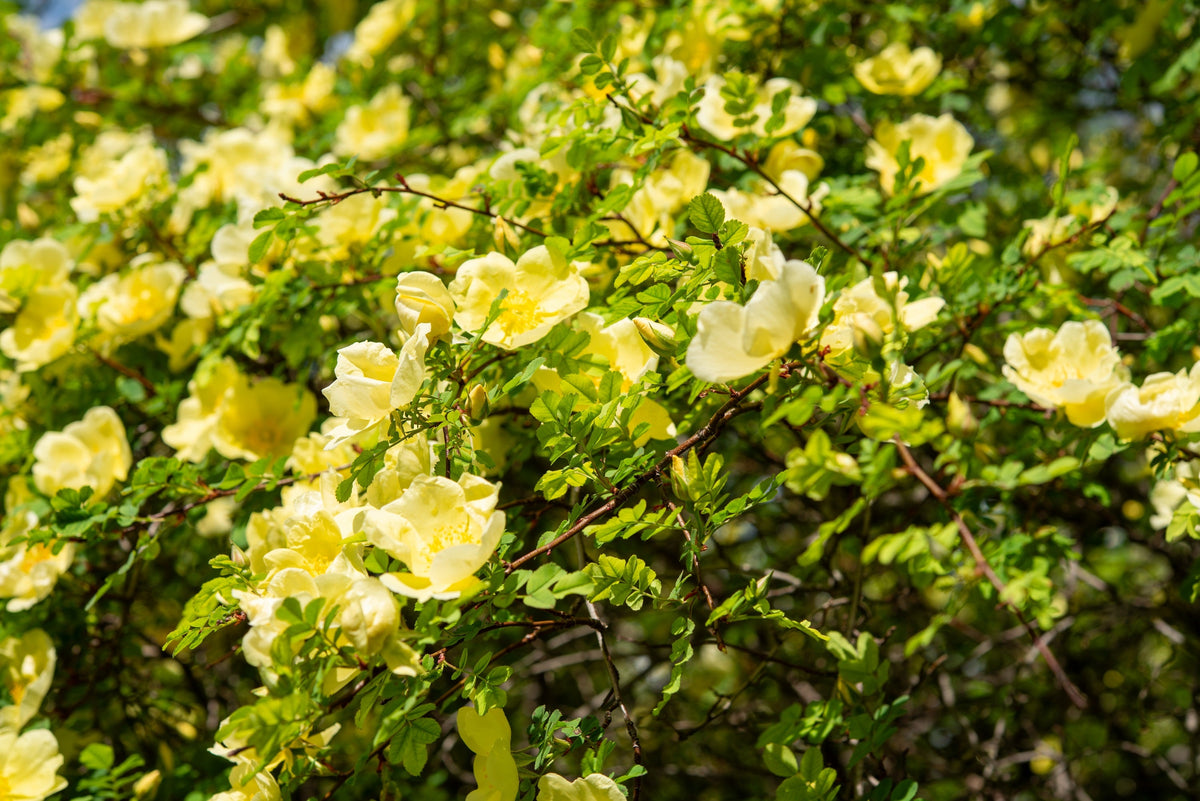 Golden Yellow Father Hugo Rose Seeds – Rosa Hugonis Flower Bush Shrub – photo 10
