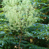 25 DEVIL'S WALKINGSTICK Shrub Flower Prickly Ash Elder Aralia Spinosa Seeds