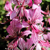 10 GAS PLANT MIX Dictamnus Albus Mixed Colors White Red Pink Lilac Flower Seeds