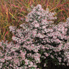 100 LADY In BLACK Calico ASTER Aster Lateriflorus Flower Seeds