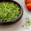 1000 Fine Curled PEPPERGRASS / PEPPERCRESS / WATERCRESS Lepidium Sativum Greens Sprouts Vegetable Sprouting Seeds