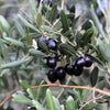 10 CANINO OLIVE TREE Olea Europaea Canino Edible European Common Green Black Fruit Seed