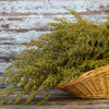 1000 Artemisia Annua Seeds – Sweet Annie Fragrant Herb