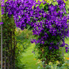 10 MIXED HYBRID CLEMATIS Hybrida Red Purple Pink Blue Bicolor Flower Vine Seeds