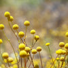 20 Yellow BILLY BUTTONS / WOLLYHEADS Craspedia Globosa Flower Seeds
