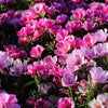 500 Pink FAREWELL TO SPRING Clarkia Elegans Godetia Flower Seeds