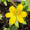 10 WINTER ACONITE Eranthis Hyemalis Yellow Sun Shade Flower Seeds