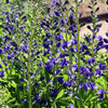 50 BLUE WILD INDIGO (False Indigo) Baptisia Australis Flower Seeds