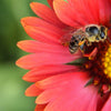 50 BURGUNDY GAILLARDIA Red Indian Blanket Flower Seeds