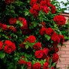5 RED CLIMBING ROSE Rosa Bush Vine Climber Fragrant Butterfly Flower Seeds