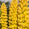 50 GOLDEN LUPINE Lupinus Densiflorus Yellow Hummingbird Flower Seeds