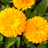 500 PACIFIC Beauty YELLOW MARIGOLD Calendula Officinalis Flower Seeds