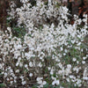 Lunaria Biennis ( Money Plant / Silver Dollar / Honesty / Moonwort ) Flower Seeds – photo 4