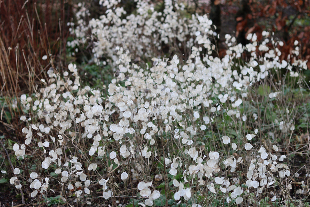 Lunaria Biennis ( Money Plant / Silver Dollar / Honesty / Moonwort ) Flower Seeds – photo 4
