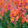250 ORANGE WONDER SNAPDRAGON Antirrhinum Majus Flower Seeds