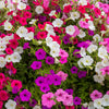 250 Mixed Colors DWARF PETUNIA Pink Red Purple White Bicolor Flower Seeds