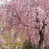 10 WEEPING HIGAN CHERRY Tree Japanese Prunus Subhirtella Pendula Pink Flower Seeds