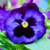 50 DEEP BLUE Blotch PANSY Swiss Giant Viola Wittrockiana Ullswater Flower Seeds