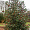40 ENGLISH HOLLY Ilex Aquifolium aka European Common or Christmas Holly Evergreen Tree Shrub Berry Seeds