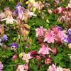 Dwarf Columbine Mix Seeds – Aquilegia Vulgaris Mixed Colors Flower – photo 9