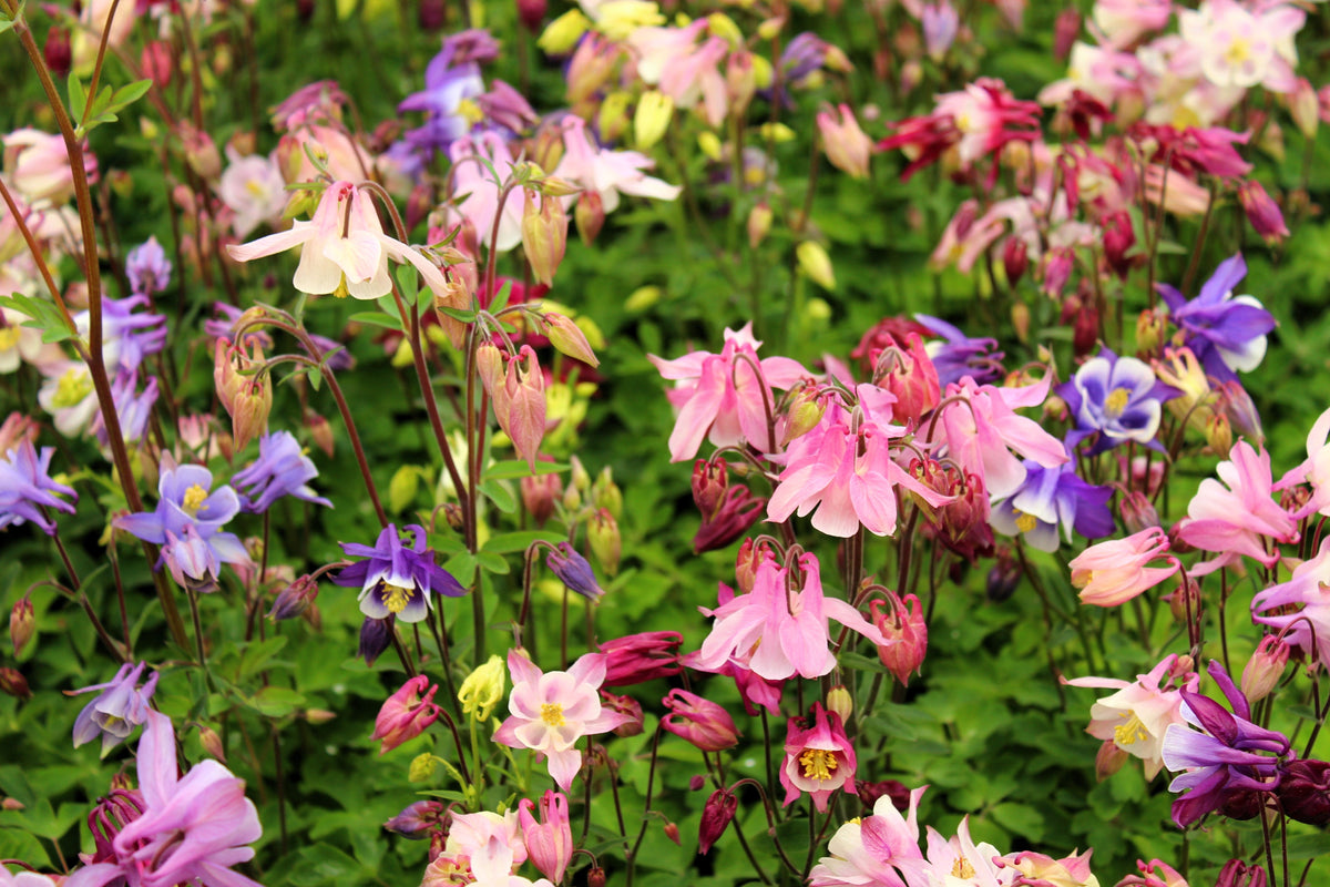 Dwarf Columbine Mix Seeds – Aquilegia Vulgaris Mixed Colors Flower – photo 9