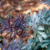10 PURPLE ACACIA Baileyana Purpurea Fernleaf Mimosa Cootamundra Wattle Tree Yellow Flower Seeds