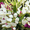 200 WHITE QUEEN CLEOME (Spider Flower) Cleome Hassleriana Cleome Spinosa Flower Seeds