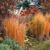 1000 SWITCHGRASS Tall Panic Switch Grass Panicum Virgatum Red Flower Seeds