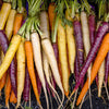 500 RAINBOW CARROT MIX White Red Yellow Purple Orange Daucus Carrota Seeds