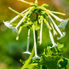 Jasmine Aztec Nicotiana Seeds – (Ornamental Flowering Tobacco) Nicotiana Alata Flower – photo 10
