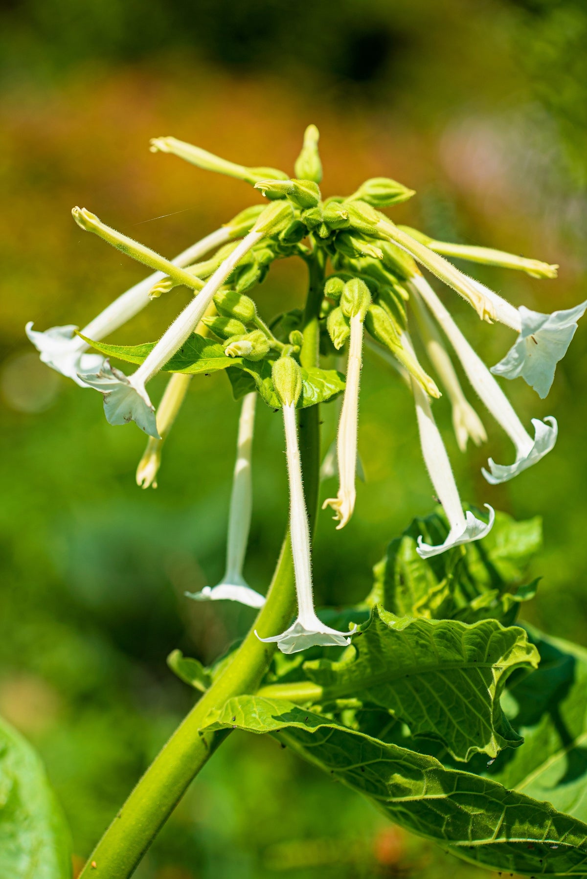 Jasmine Aztec Nicotiana Seeds – (Ornamental Flowering Tobacco) Nicotiana Alata Flower – photo 10