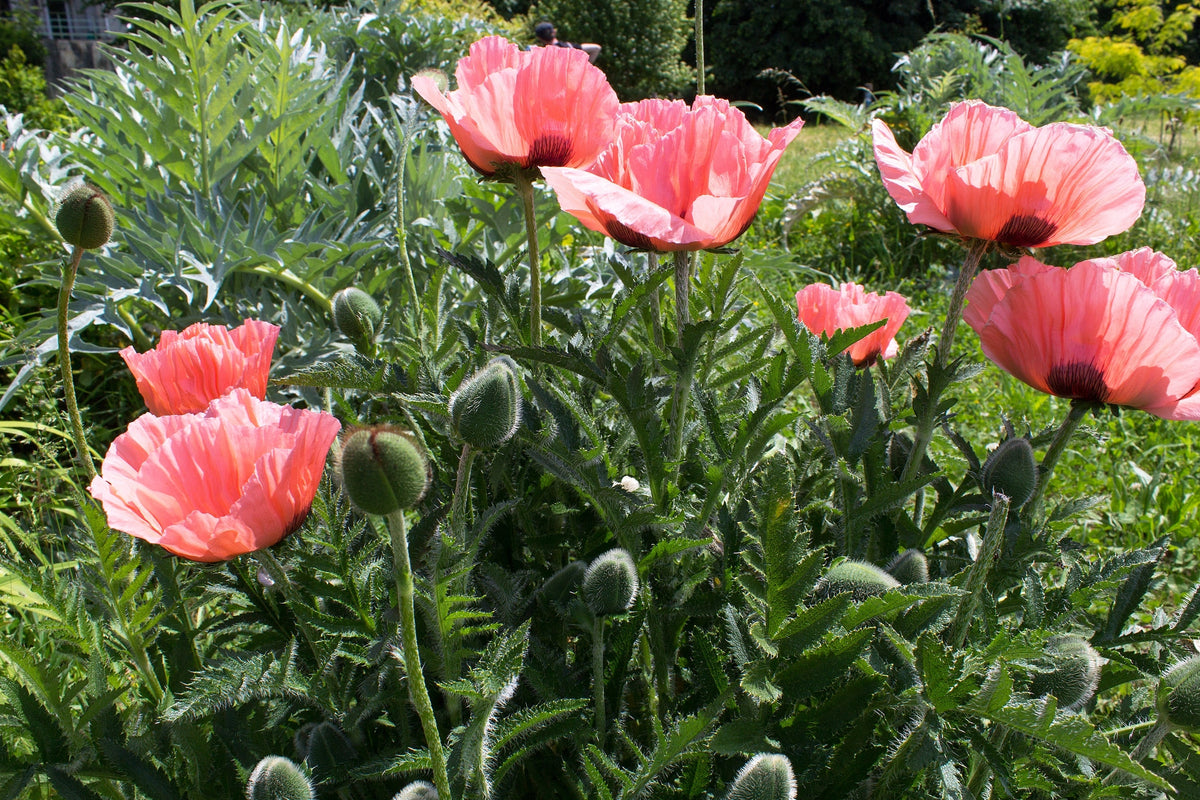 Princess Victoria Louise Oriental Poppy Seeds – Papaver Orientale Flower – photo 5