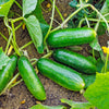 150 BOSTON PICKLING CUCUMBER Heirloom Cucumis Sativus Fruit Vegetable Seeds