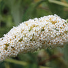 50 WHITE BUTTERFLY BUSH Buddleja Davidii Flower Seeds