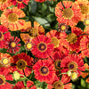 100 HELENIUM ' AUTUMN LEAVES ' Mix Helenium Autumnale Sneezeweed Mixed Colors Flower Seeds