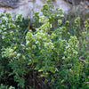 500 GREEK OREGANO Italian / Winter Marjoram Origanum Vulgare Hirtum Herb Seeds