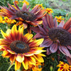 Orange Evening Colors Sunflower Seeds – Helianthus Annuus Flower