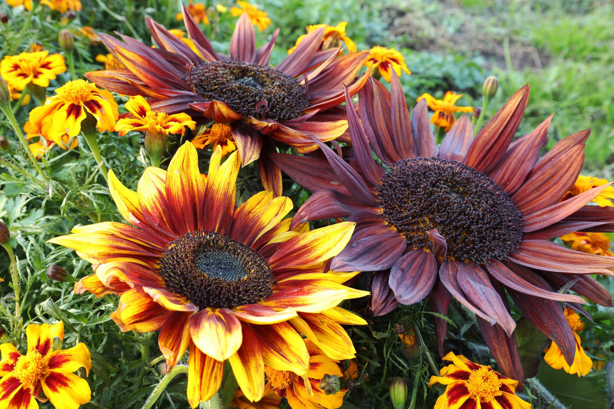Orange Evening Colors Sunflower Seeds – Helianthus Annuus Flower