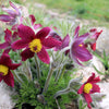 10 RED ANEMONE Pulsatilla Vulgaris PASQUE Flower Seeds