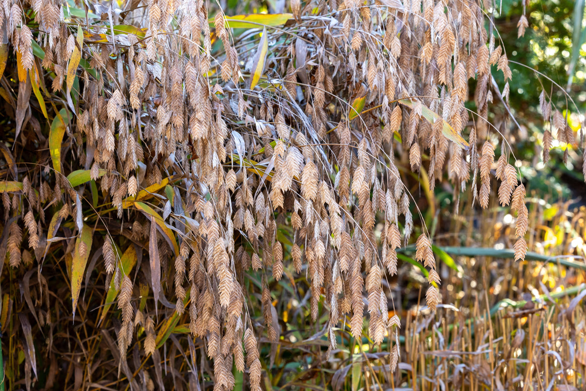 River Oats Seeds – (Northern Sea Oats / Inland Oats) Ornamental Uniola Latifolia Grass – photo 10