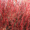 20 RED TWIG DOGWOOD American Red Osier Shrub White Flower Cornus Sericea Seeds