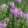 100 Rocky Mountain BEE PLANT Cleome Serrulata Flower Seeds
