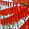 30 FLAMELEAF SUMAC TREE Shining Dwarf Winged Rhus Schmaltzia Copallina Seeds