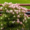 50 PEE GEE HYDRANGEA Paniculata Peegee Panicle White Pink Flower Shrub Seeds