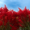 100 RED Forest Fire COCKSCOMB CELOSIA Plumosa Seeds