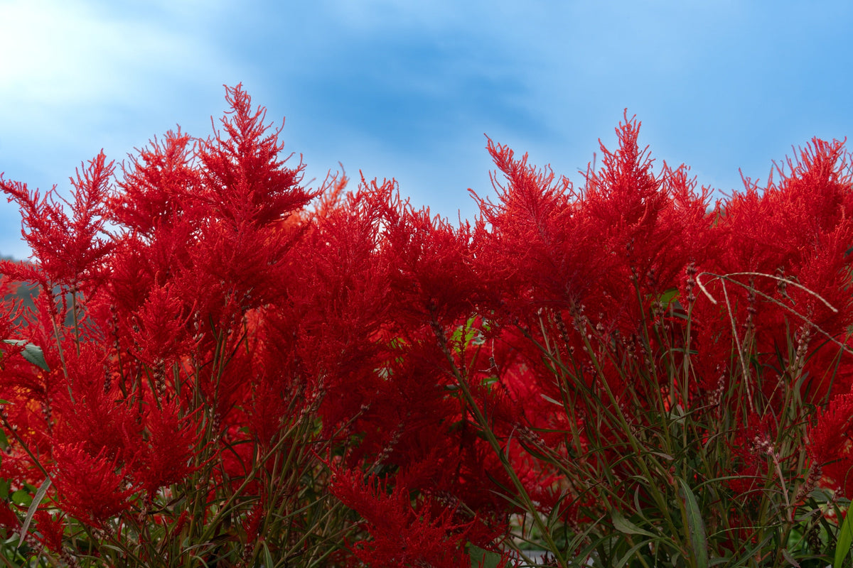 Red Forest Fire Cockscomb Celosia Plumosa Seeds – photo 7
