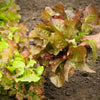 Prizehead Lettuce Seeds – Loose Leaf Early Prize Head Red Lactuca Vegetable – photo 3