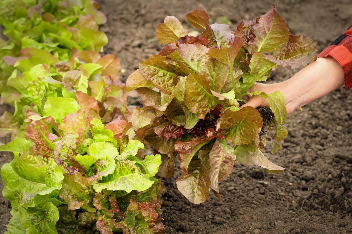 Prizehead Lettuce Seeds – Loose Leaf Early Prize Head Red Lactuca Vegetable – photo 3