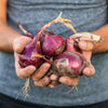 250 RED BURGUNDY ONION Allium Cepa Vegetable Seeds
